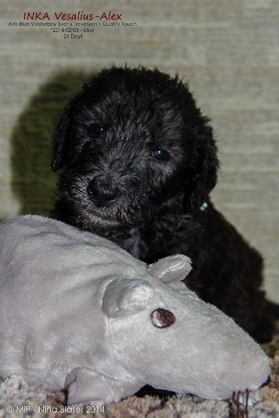 2014-03-01 Inka Vesalius-Alex-7534-Name.jpg